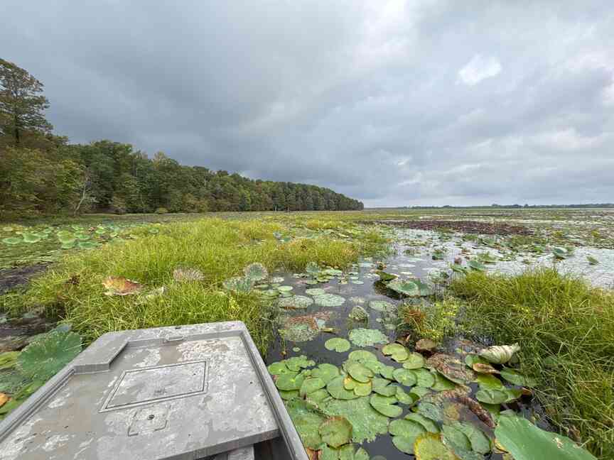 Officials start treating Cane Creek Lake for invasive plant