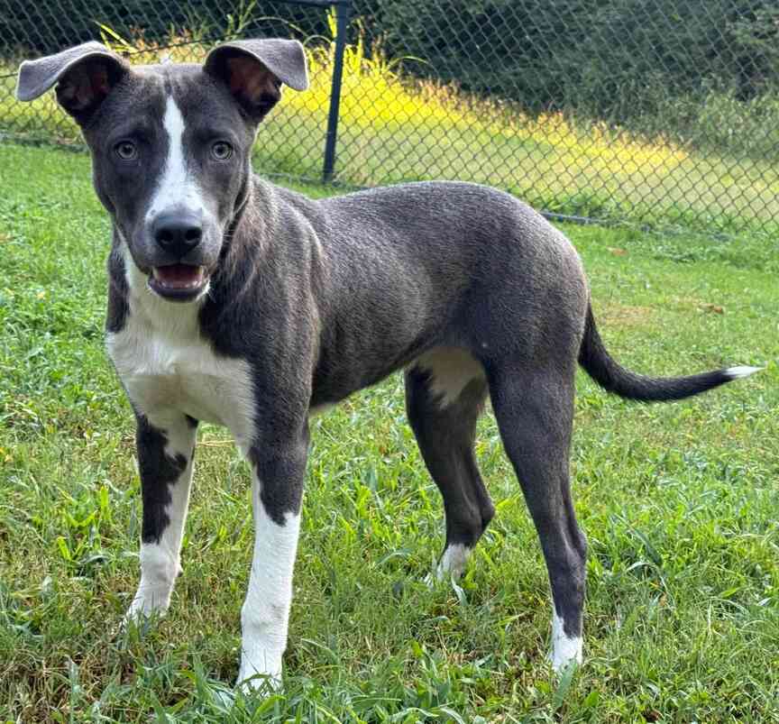 Meet Gemma