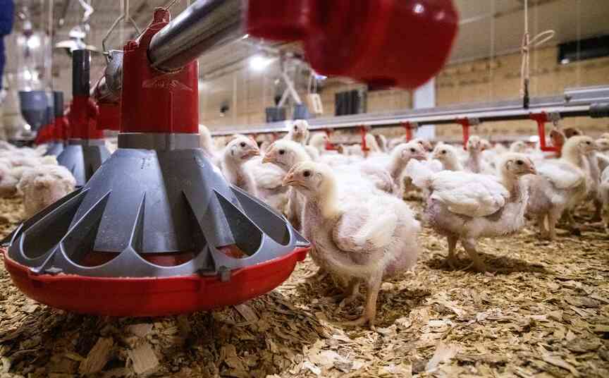 New probiotic with UA origins now available for poultry, swine