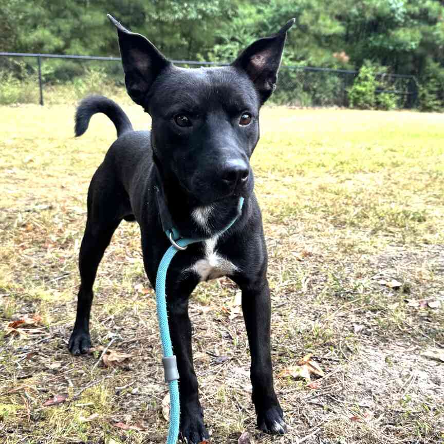 Meet Midnight