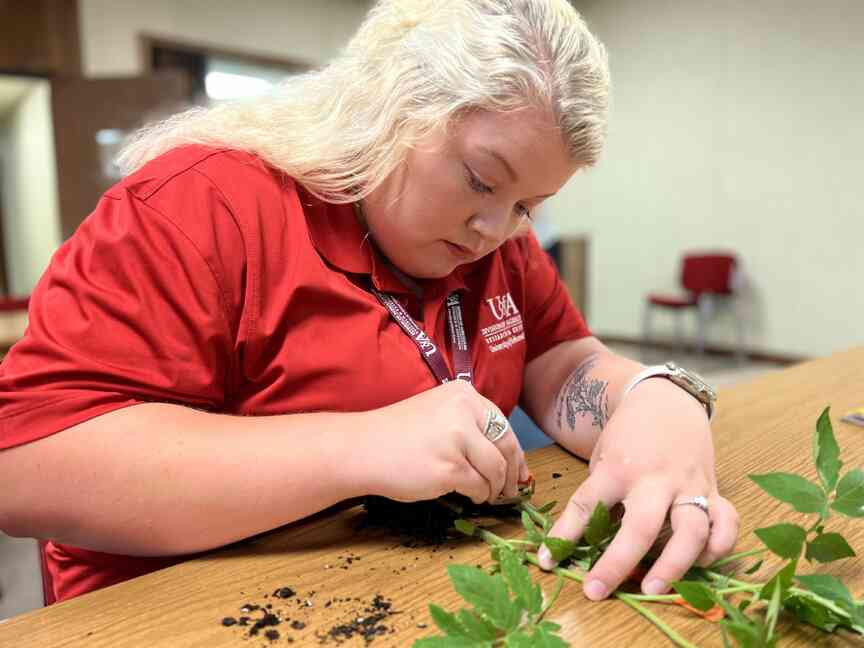 UA ag program solicits interns