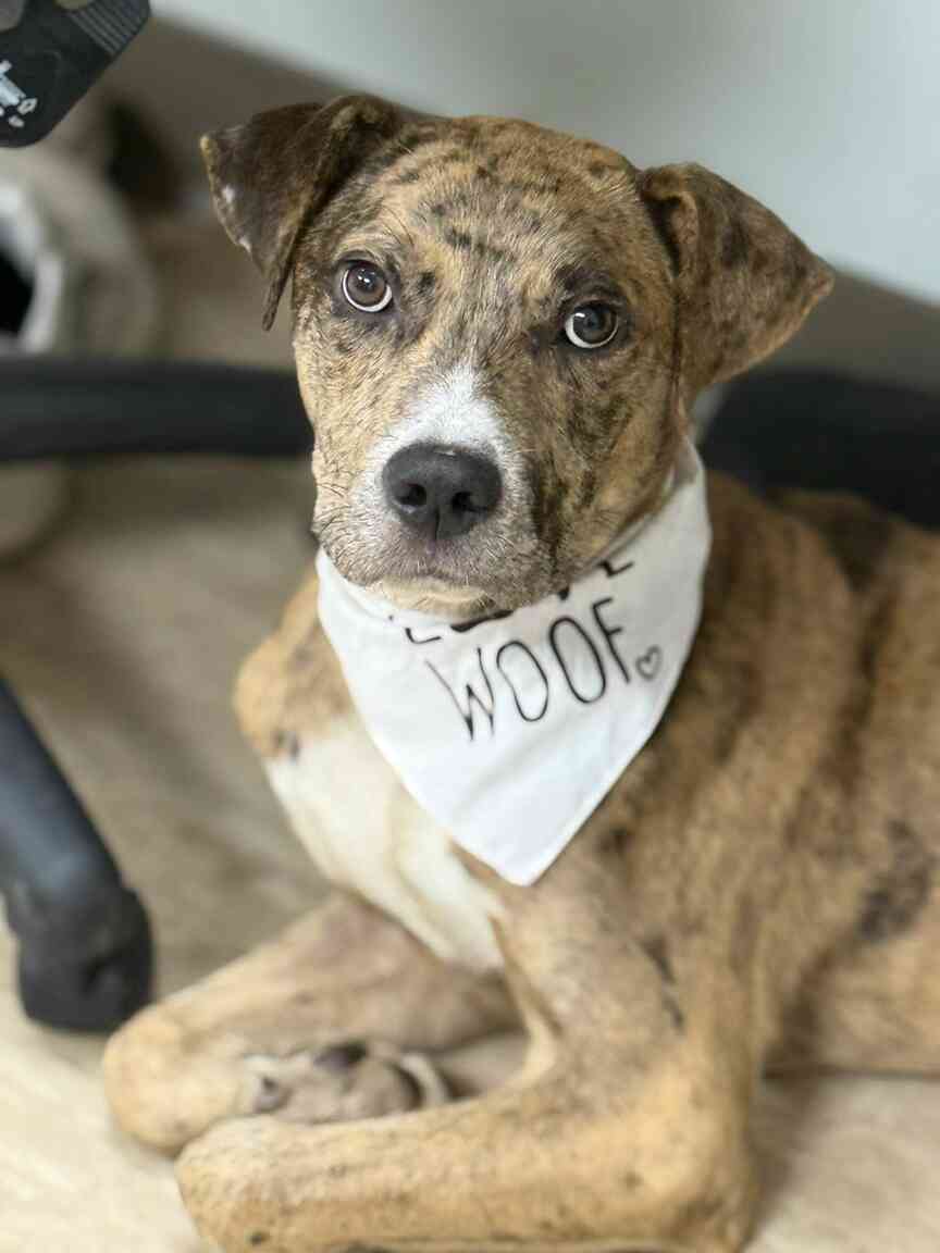 Meet Stark