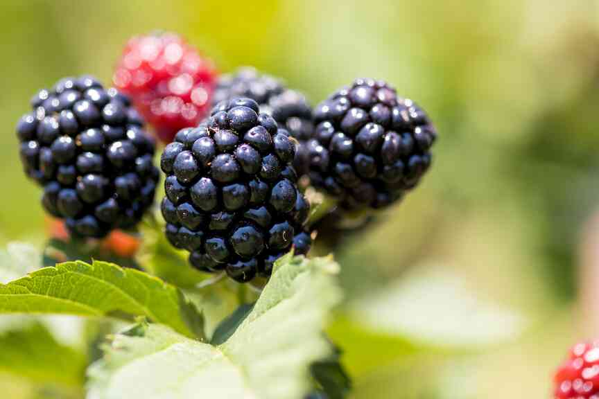 Federal funding will assist programs for Arkansas fruit growers