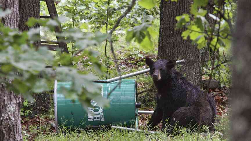 Experts on black bears give tips on behavior, safety