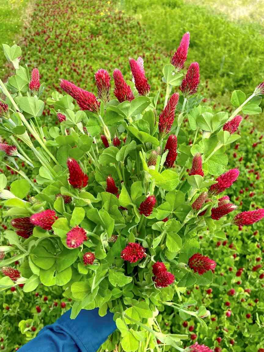 UA team wins award for crop study