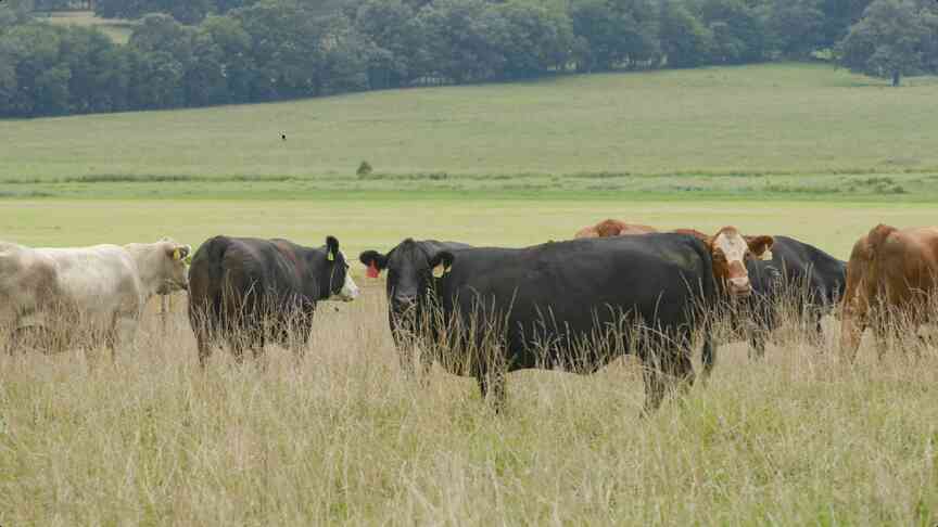 Research review article focuses on feedlots, long-term cattle performance