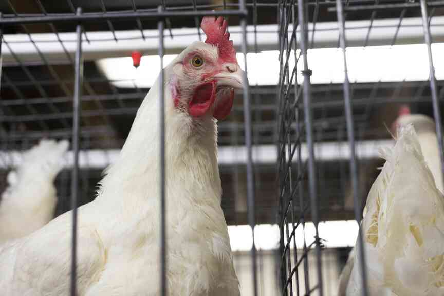 Poultry veterinarians confirm bird flu in Drew, White counties