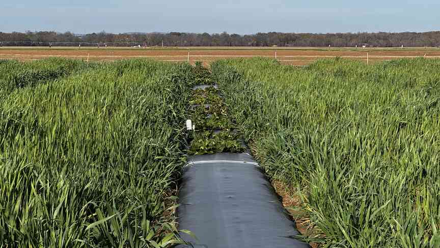 Arkansas agriculture industry endures one of its hardest years