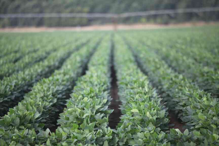 Tariffs, weather loaded farmers with hard year