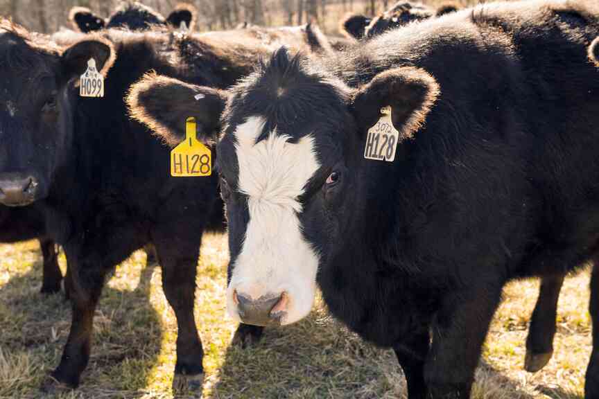 Cost of beef expected to keep rising as U.S. production declines