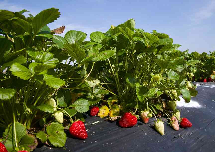 Strawberry growers aim to curtail fungus with new resistant varieties
