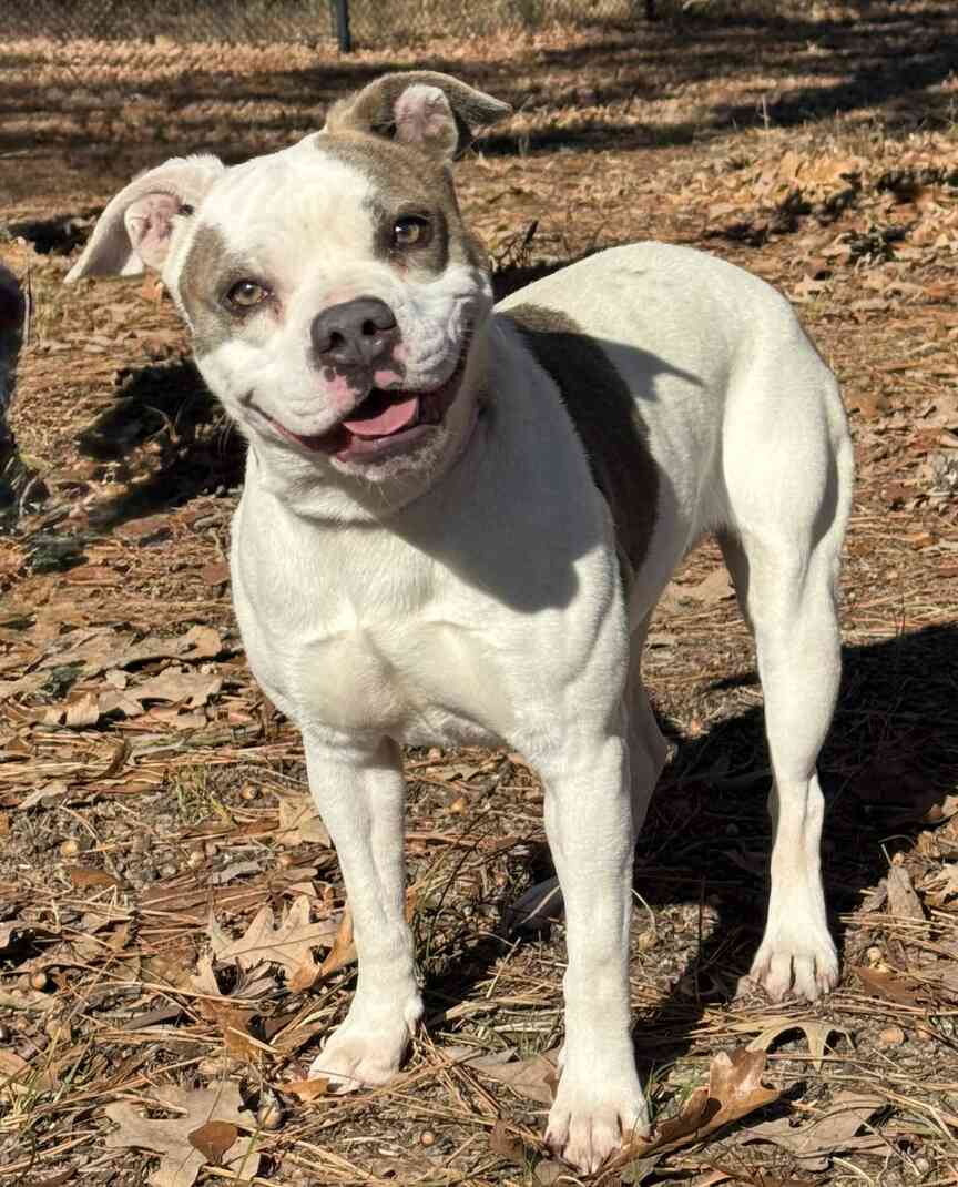 Meet Petunia
