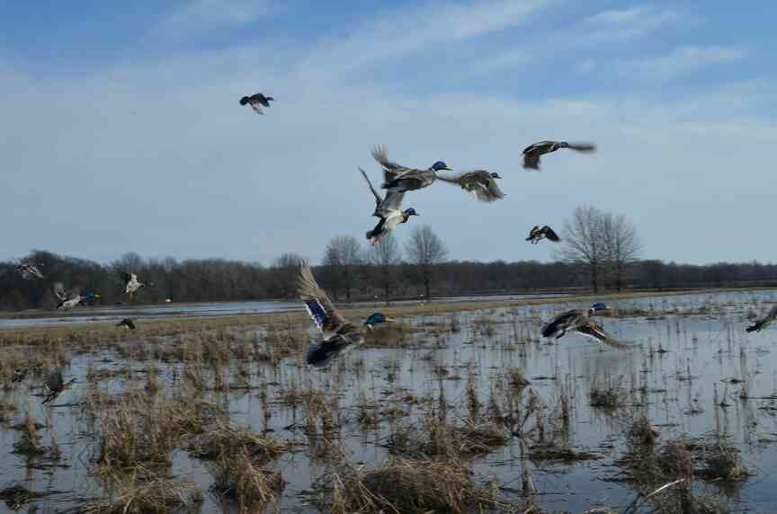 Arkansas Game and Fish Commission releases results of waterfowl season’s aerial survey