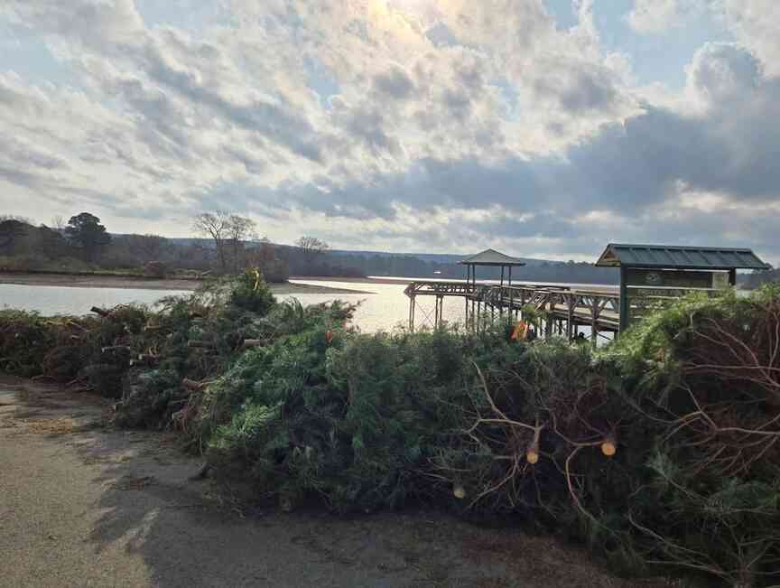 Christmas trees available for fish habitat