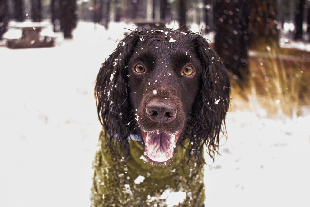 Tips for keeping pipes and pets safe in the cold