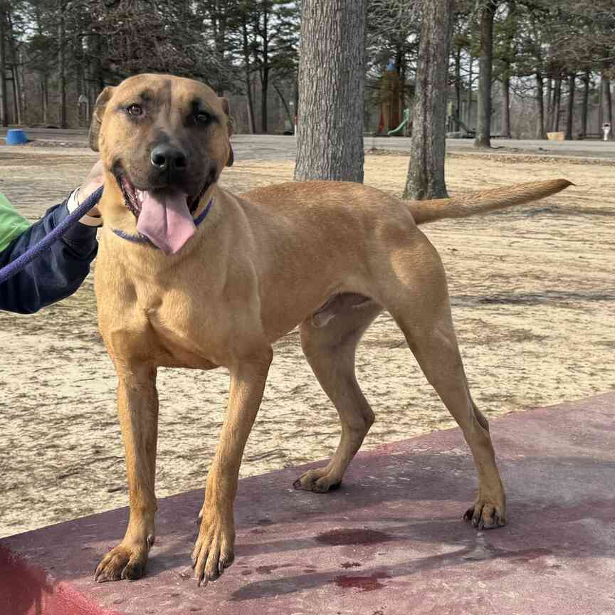 Pet of the Week: Meatloaf