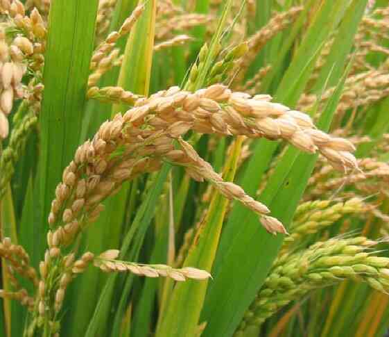 UAPB professor says compound found in rice bran shows promise in healthy aging