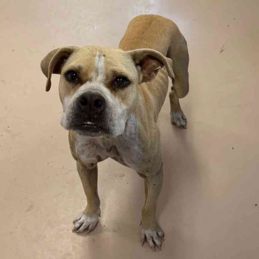Pet of the Week: Blair