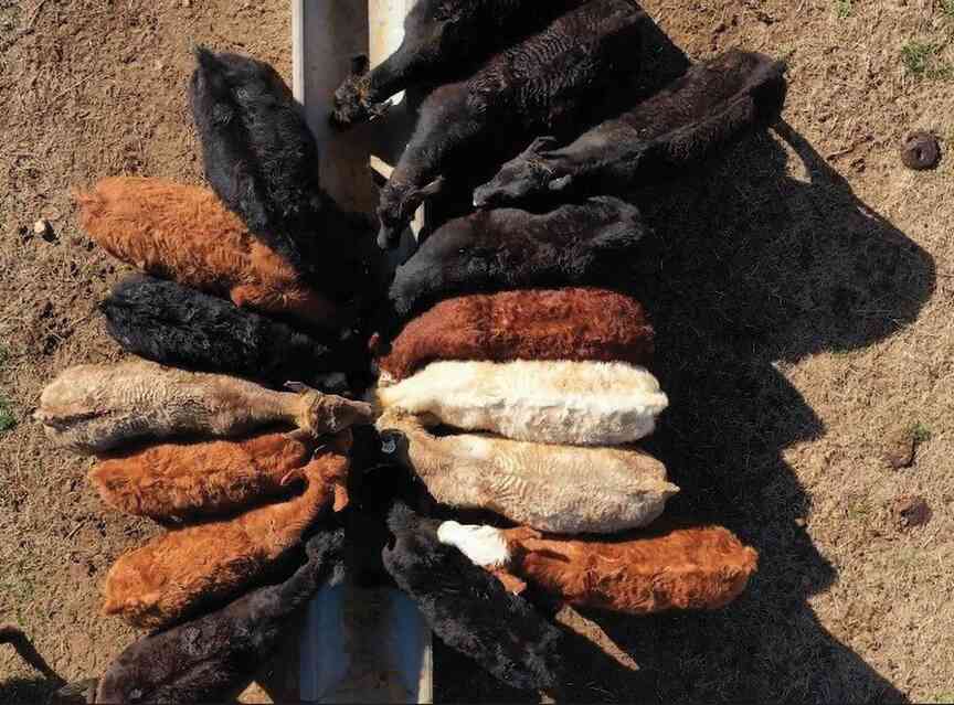 UA System livestock economist predicts U.S. cattle numbers will rise