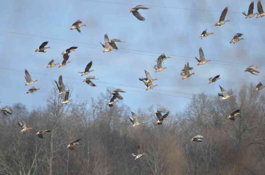 Final state waterfowl count released