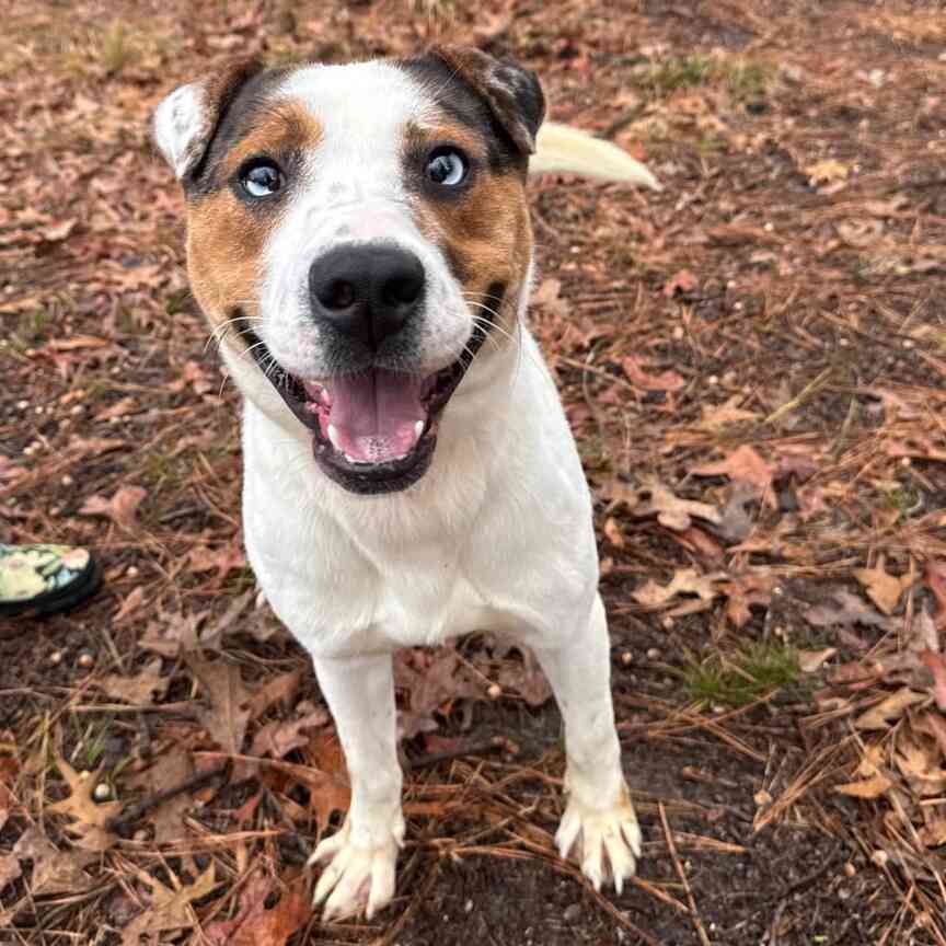Pet of the Week: Amaryllis