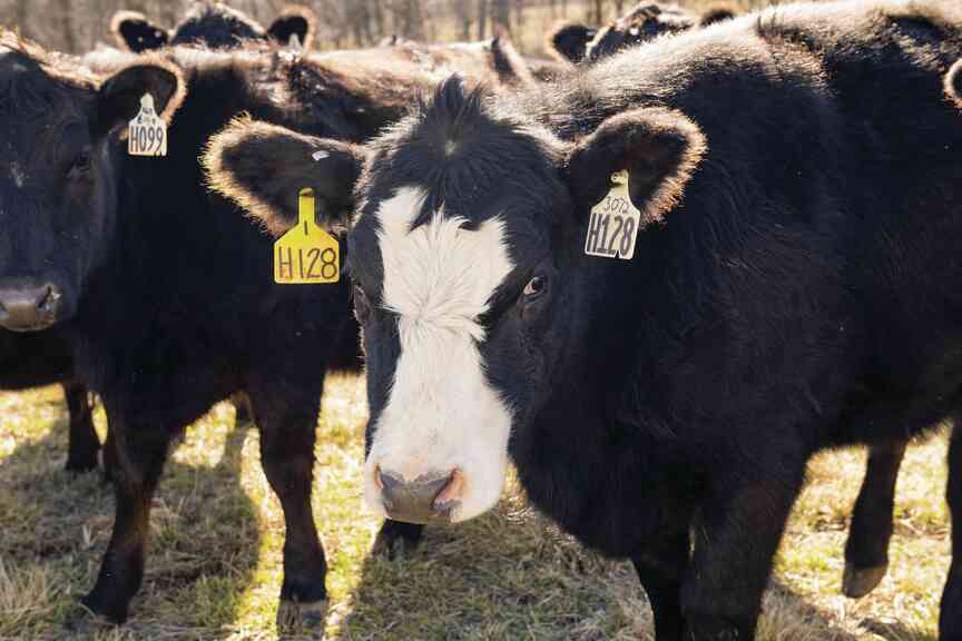 Report: January’s winter storm cost Arkansas farmers tens of millions of dollars