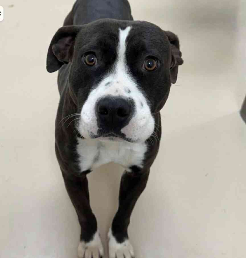 Pet of the Week: Ginger Bread