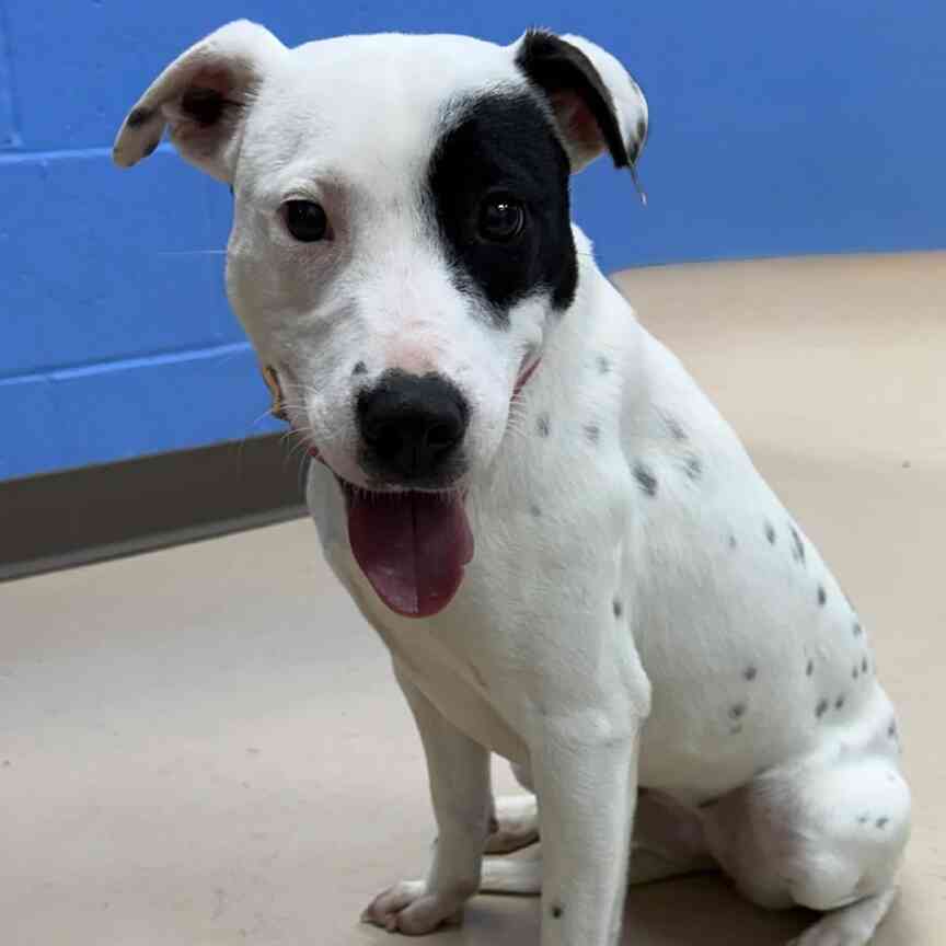 Pet of the Week: Peppermint