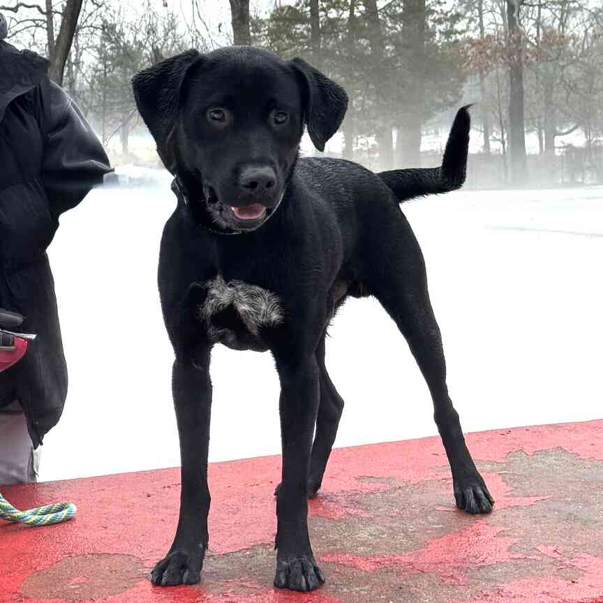 Pet of the Week: Byron