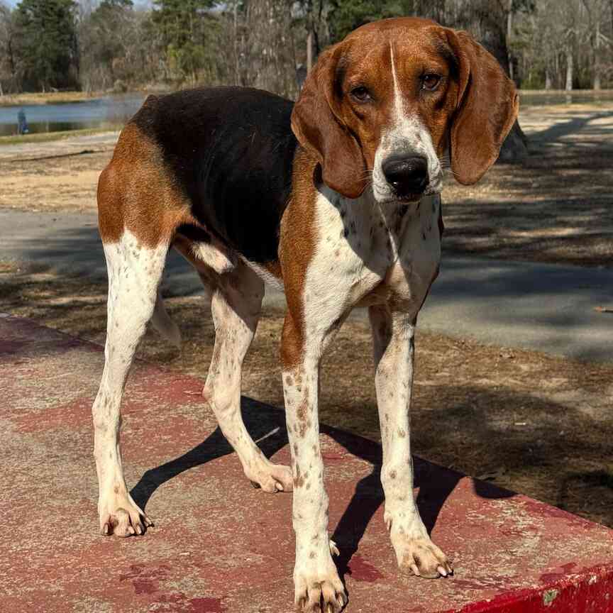 Pet of the Week: Ludwig
