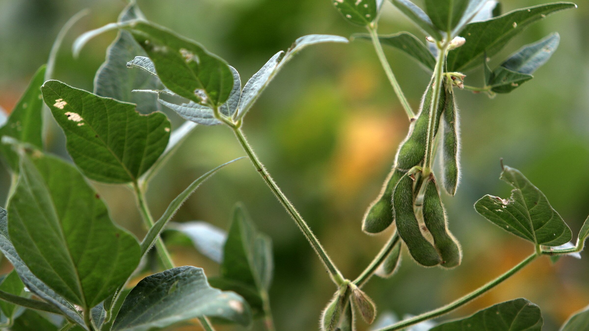 Farmers pivot to soybeans to cut costs